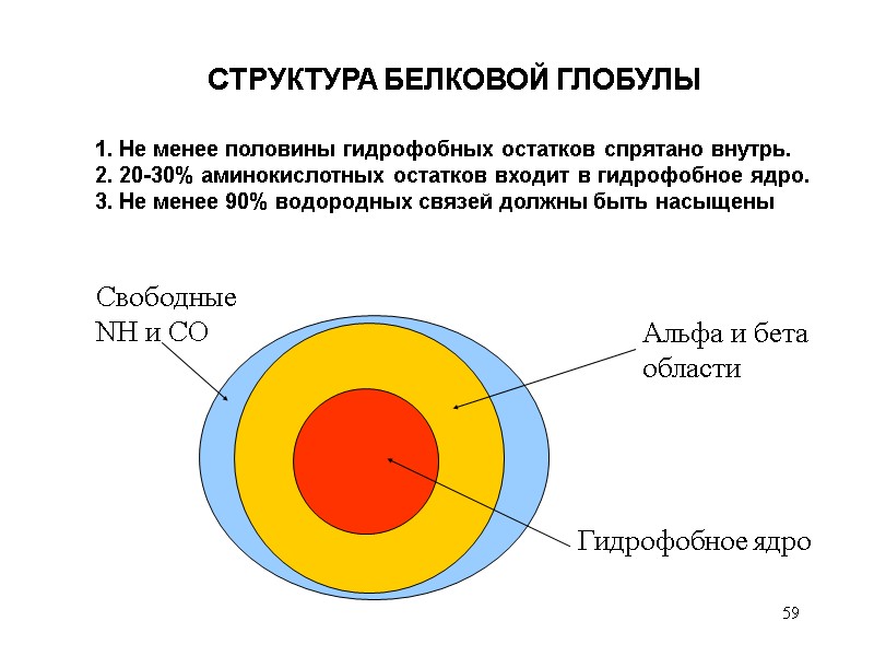 59 1. Не менее половины гидрофобных остатков спрятано внутрь. 2. 20-30% аминокислотных остатков входит